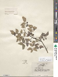 Celtis occidentalis image