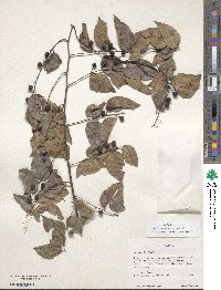 Celtis occidentalis image