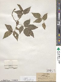 Celtis occidentalis image