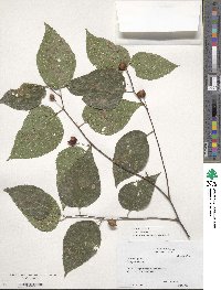 Celtis occidentalis image