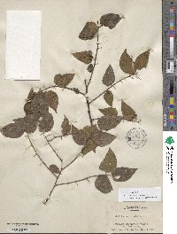 Celtis occidentalis image