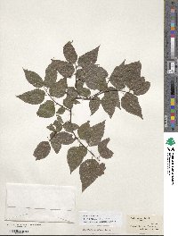 Celtis occidentalis image