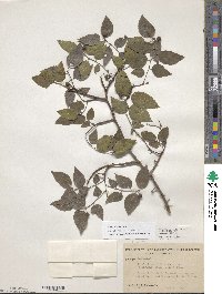 Celtis occidentalis image