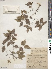 Celtis occidentalis image