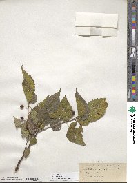 Celtis occidentalis image