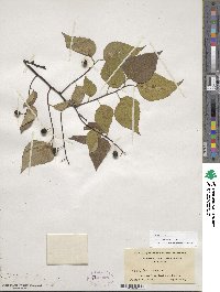 Celtis occidentalis image