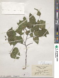 Celtis occidentalis image