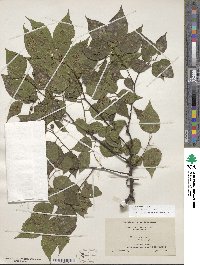 Celtis occidentalis image