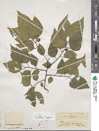 Celtis occidentalis image