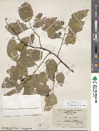 Celtis occidentalis image