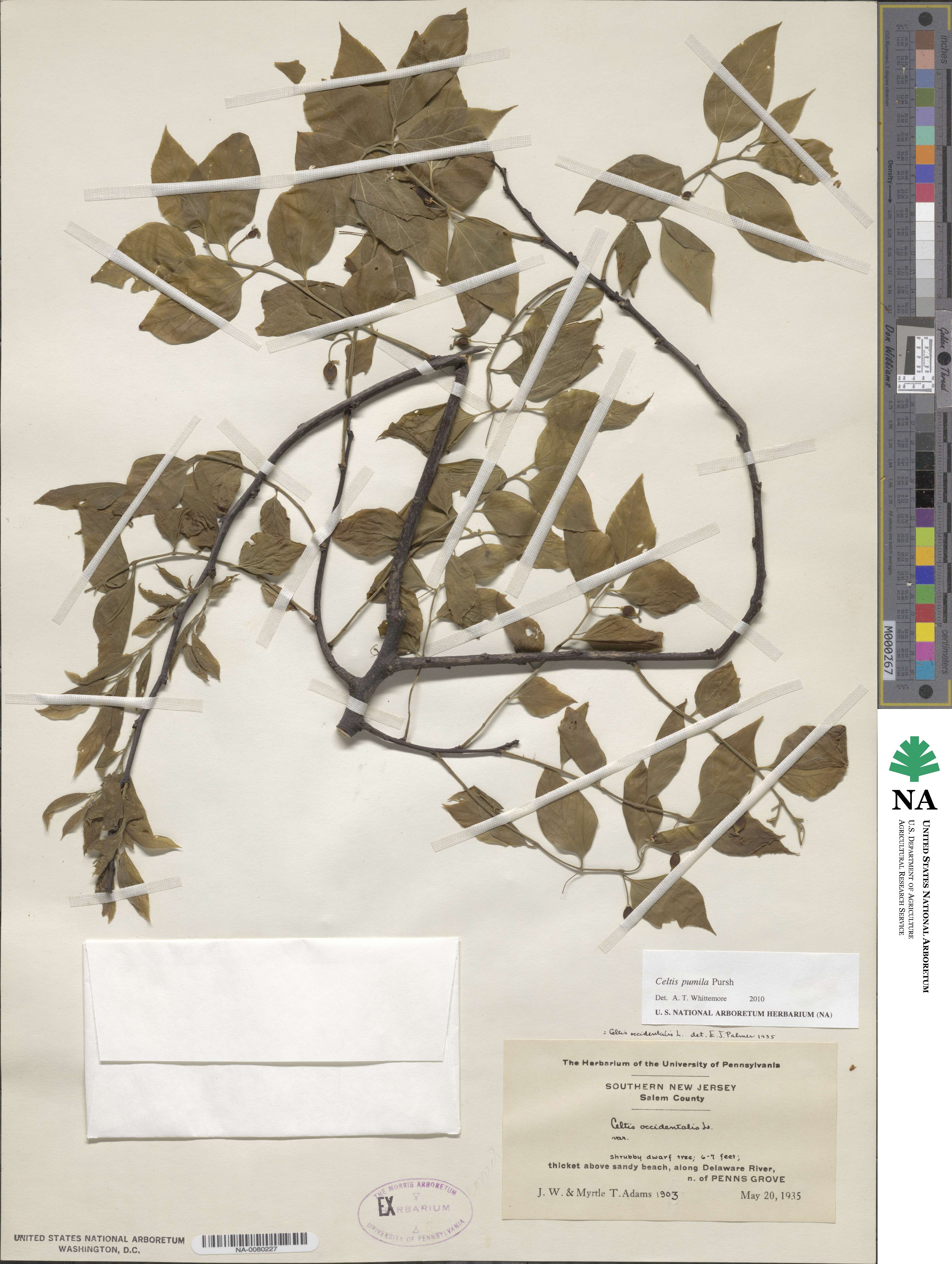 Celtis occidentalis image