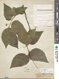 Celtis occidentalis image