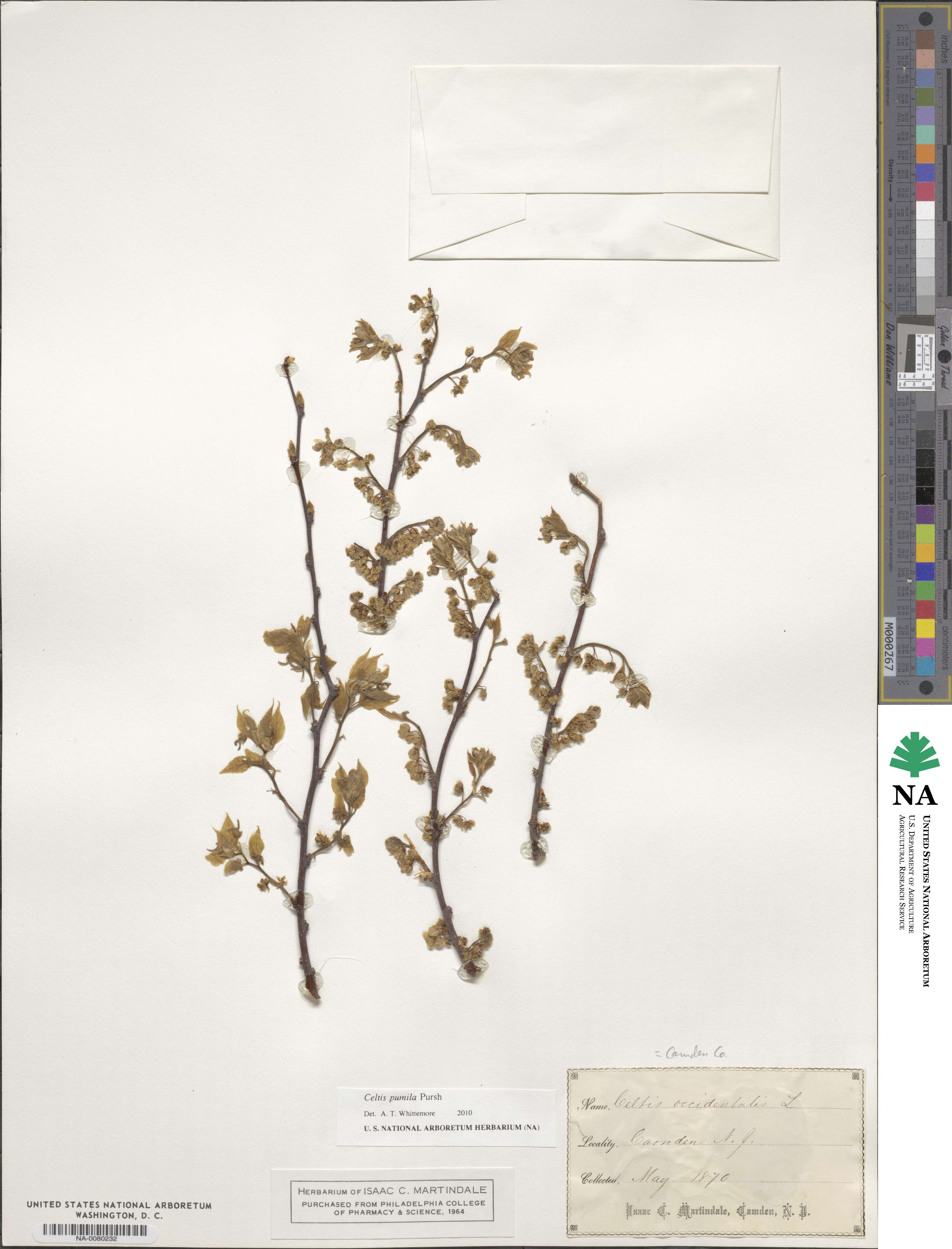 Celtis occidentalis image