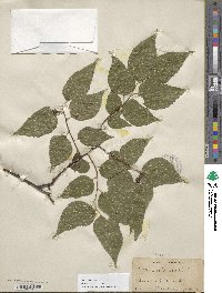 Celtis occidentalis image