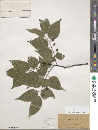 Celtis occidentalis image