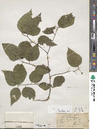 Celtis occidentalis image