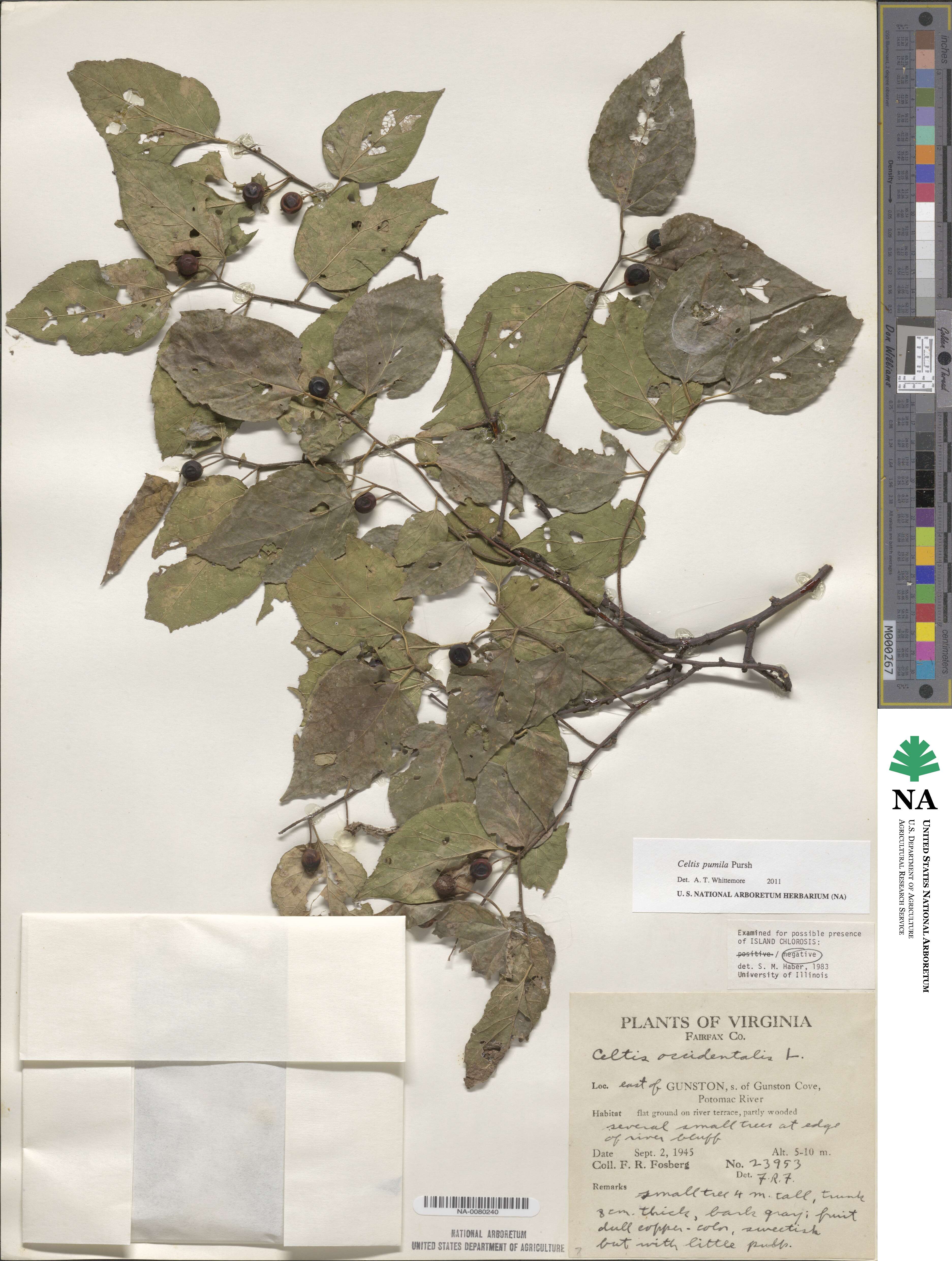 Celtis occidentalis image