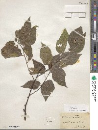 Celtis occidentalis image