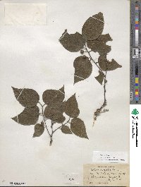 Celtis occidentalis image