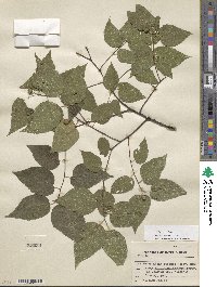 Celtis occidentalis image