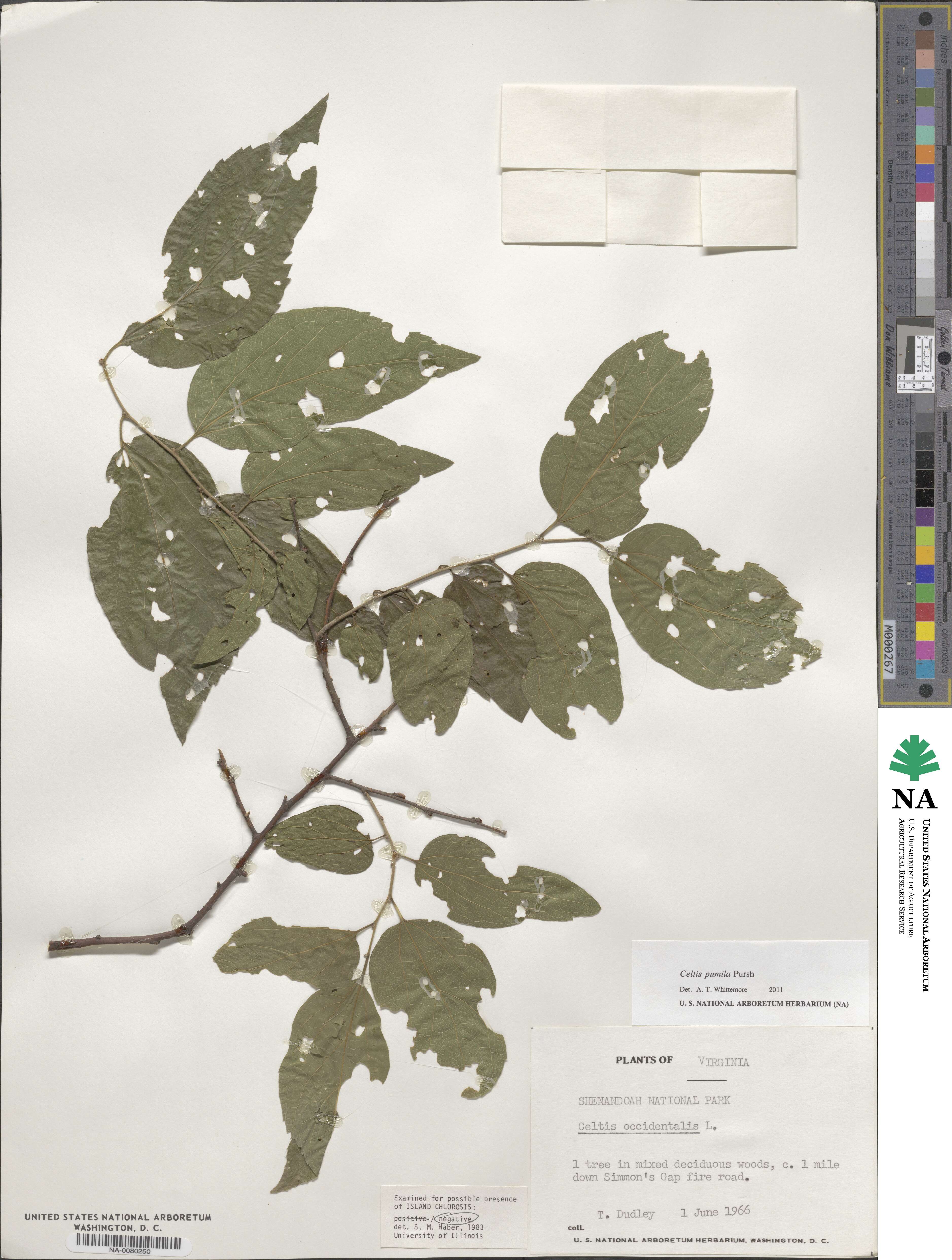 Celtis occidentalis image