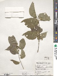 Celtis occidentalis image