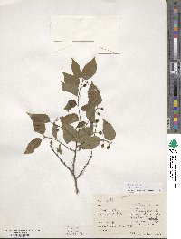 Celtis occidentalis image