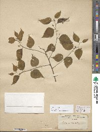 Celtis occidentalis image