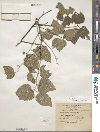 Celtis occidentalis image