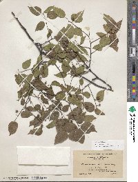 Celtis occidentalis image