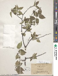 Celtis occidentalis image