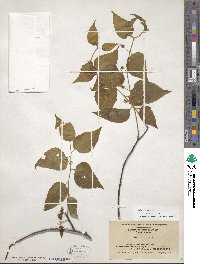 Celtis occidentalis image