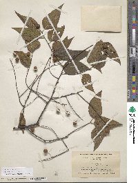 Celtis occidentalis image