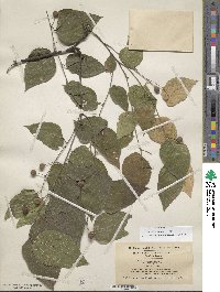 Celtis occidentalis image