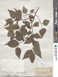 Celtis occidentalis image