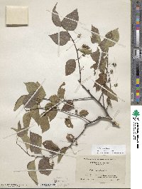 Celtis occidentalis image