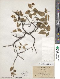 Celtis occidentalis image