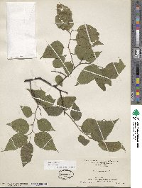 Celtis occidentalis image