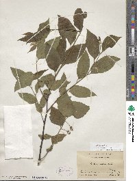 Celtis occidentalis image