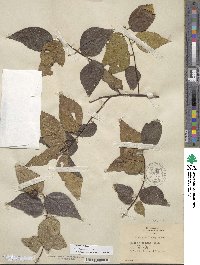 Celtis occidentalis image