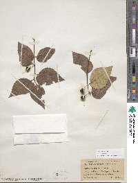 Celtis occidentalis image