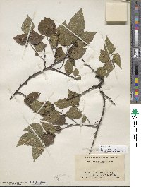 Celtis occidentalis image