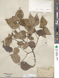 Celtis occidentalis image