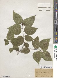 Celtis occidentalis image