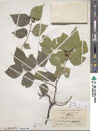 Celtis occidentalis image