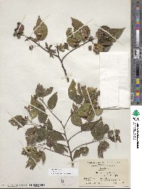 Celtis occidentalis image