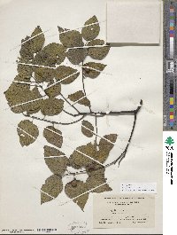 Celtis occidentalis image