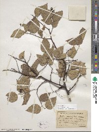 Celtis occidentalis image