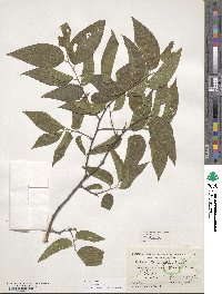 Celtis occidentalis image