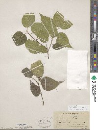 Celtis occidentalis image